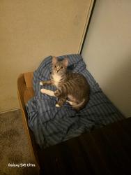 Lost Female Cat last seen Near Standford Avenue, Redwood city ca 94063, Redwood City, CA 94063