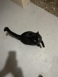 Found/Stray Unknown Cat last seen Netherlands drive,OTOW, Clearwater, FL 33763