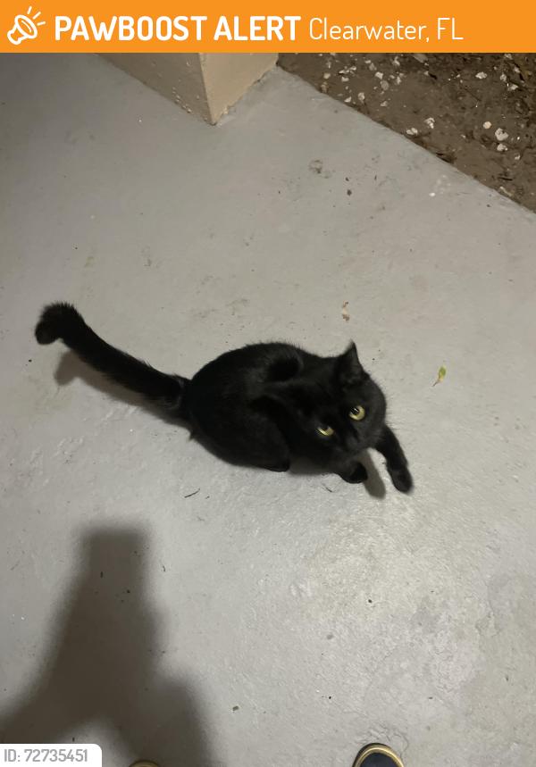 Found/Stray Unknown Cat last seen Netherlands drive,OTOW, Clearwater, FL 33763