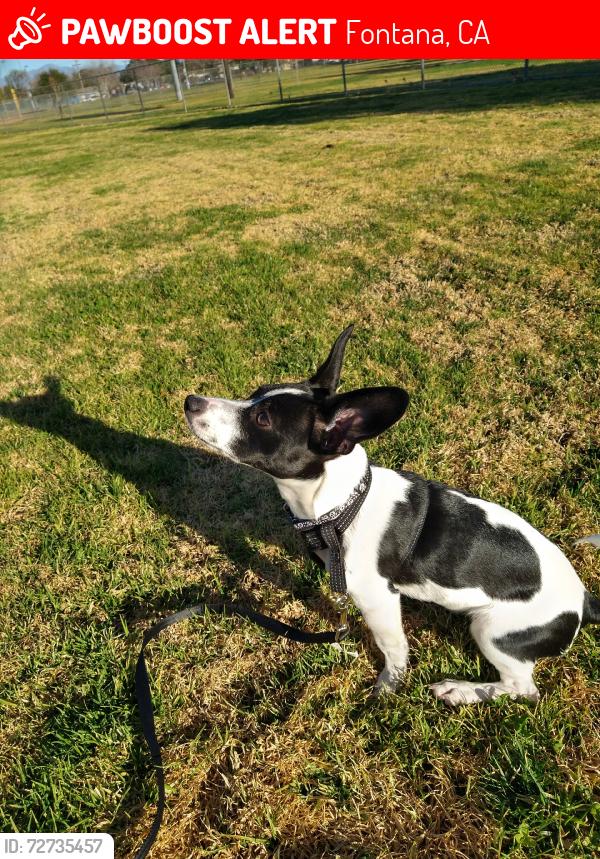 Lost Male Dog last seen Marygold, Fontana, CA 92335