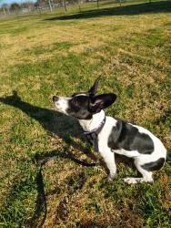Lost Male Dog last seen Marygold, Fontana, CA 92335