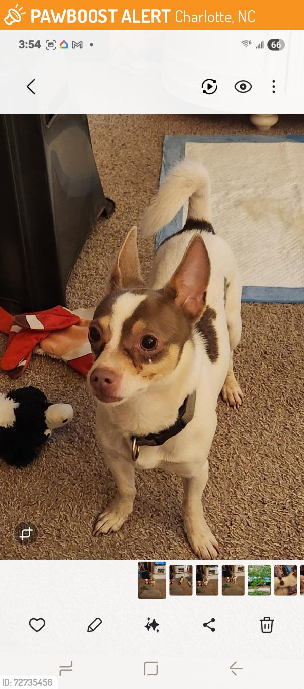Found/Stray Male Dog last seen Pool & clbh , Charlotte, NC 28270