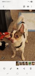 Found/Stray Male Dog last seen Pool & clbh , Charlotte, NC 28270