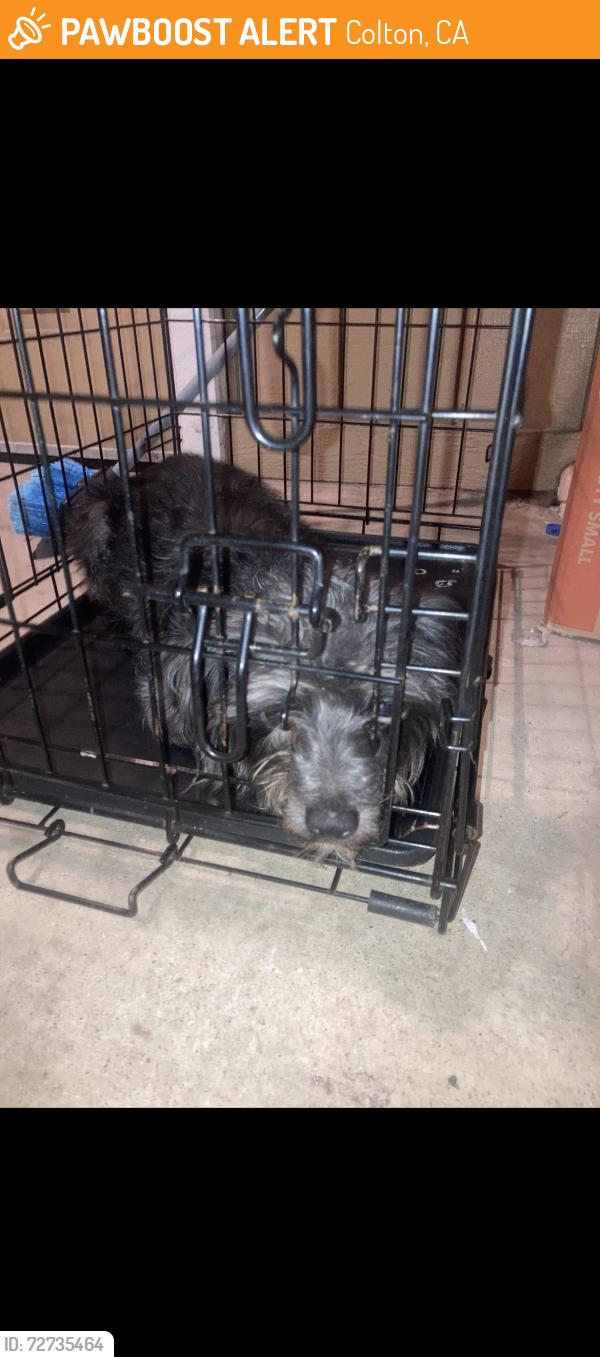 Found/Stray Male Dog last seen C st and 7th st, Colton, CA 92324