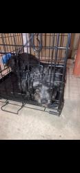 Found/Stray Male Dog last seen C st and 7th st, Colton, CA 92324