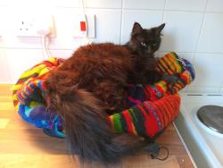 Lost Female Cat last seen Oadby , Oadby, England LE2 4WA