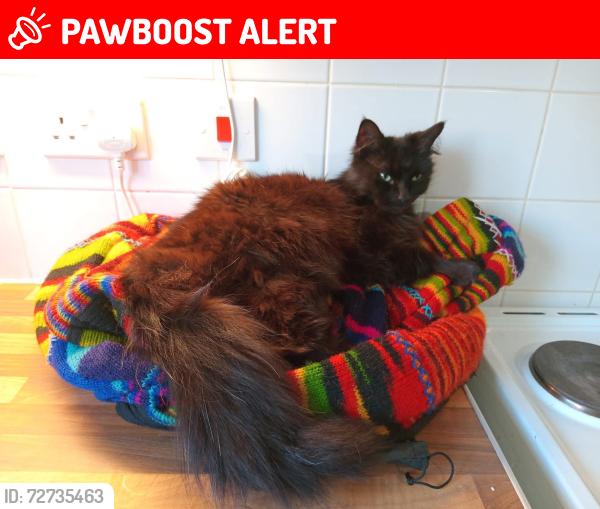 Lost Female Cat last seen Oadby, Oadby, England LE2 4WA