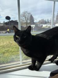Lost Male Cat last seen E Garden ave, E Wilson Ave, N Lacey St , Mead, WA 99021