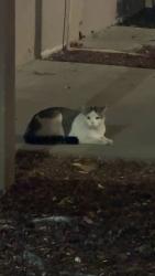Found/Stray Unknown Cat last seen Inside apmt complex, West Sacramento, CA 95605