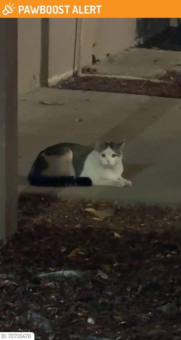 Found/Stray Unknown Cat last seen Inside apmt complex, West Sacramento, CA 95605