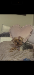 Lost Female Dog last seen Via visa dr near beacon day school , Riverside, CA 92506
