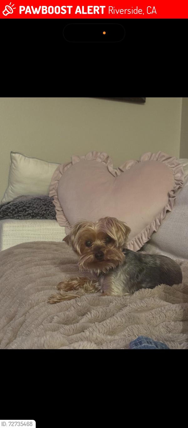 Lost Female Dog last seen Via visa dr near beacon day school , Riverside, CA 92506