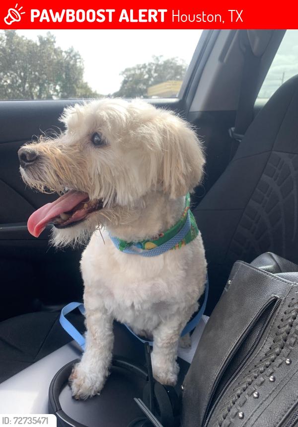 Lost Male Dog last seen Stroud behind hong kong mall, Houston, TX 77072
