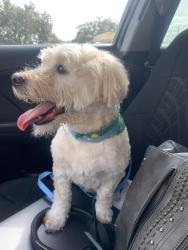 Lost Male Dog last seen Stroud behind hong kong mall, Houston, TX 77072
