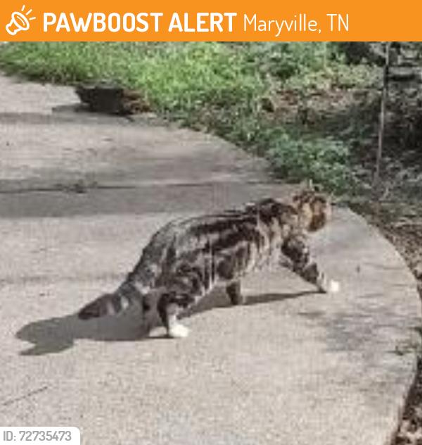 Found/Stray Unknown Cat last seen Johnson road, Maryville, TN 37804