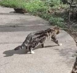 Found/Stray Unknown Cat last seen Johnson road, Maryville, TN 37804