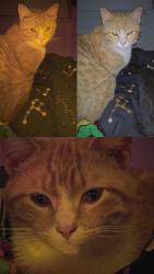 Lost Male Cat last seen Jane's hill, Owings, Allied, Shinnston,  Saltwell Rd, Adamsville rd, coons run, enterprise, Shinnston, WV 26431