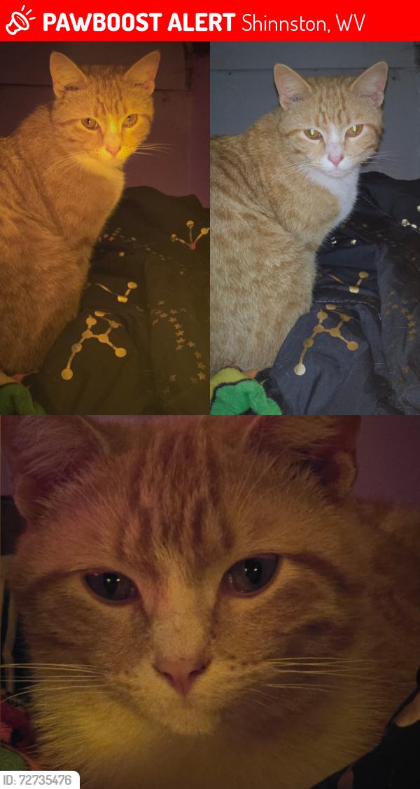 Lost Male Cat last seen Jane's hill, Owings, Allied, Shinnston,  Saltwell Rd, Adamsville rd, coons run, enterprise, Shinnston, WV 26431