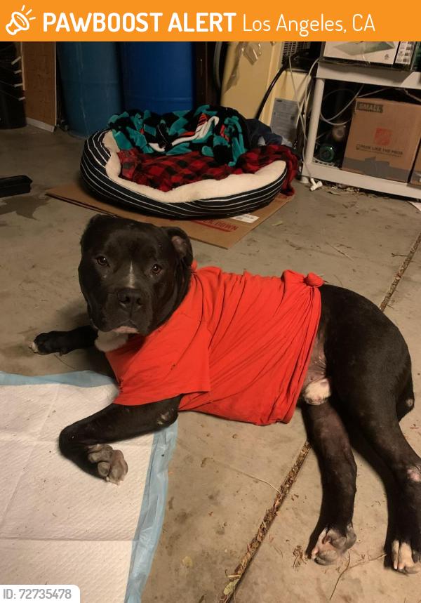 Found/Stray Male Dog last seen Roxford and Glenoaks, near It’s Boba Time, Los Angeles, CA 91342