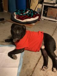 Found/Stray Male Dog last seen Roxford and Glenoaks, near It’s Boba Time, Los Angeles, CA 91342