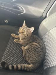 Found/Stray Male Cat last seen W southern ave s Roosevelt st , Tempe, AZ 85282