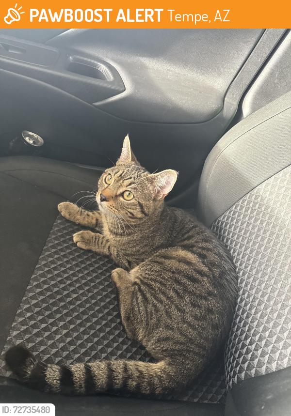 Found/Stray Male Cat last seen W southern ave s Roosevelt st , Tempe, AZ 85282