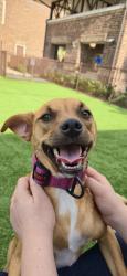 Lost Male Dog last seen Montgomery rd, Houston, TX 77091