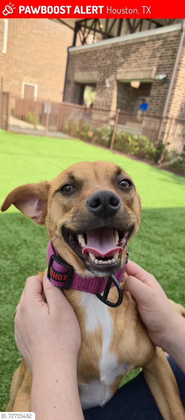 Lost Male Dog last seen Montgomery rd, Houston, TX 77091