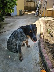Found/Stray Male Dog last seen Highland  rd, Banning, CA 92220