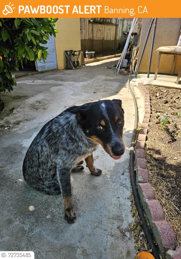 Found/Stray Male Dog last seen Highland  rd, Banning, CA 92220