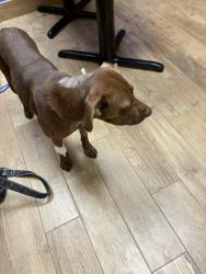 Lost Male Dog last seen Near and Ryan st in benton, Benton, LA 71006