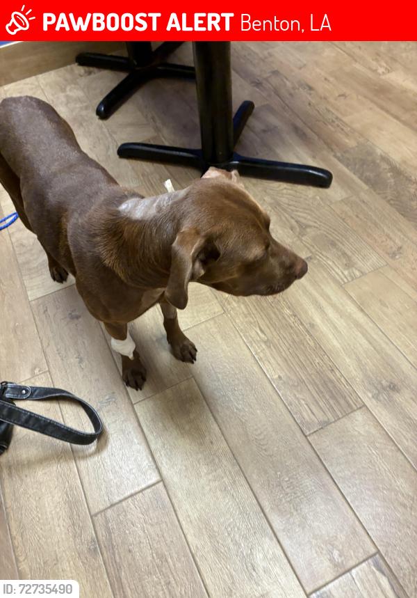 Lost Male Dog last seen Near and Ryan st in benton, Benton, LA 71006