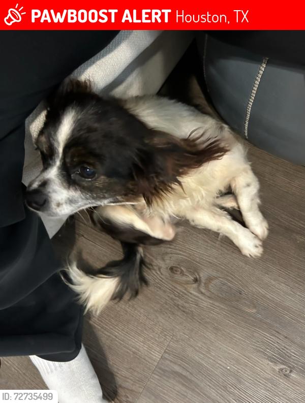 Lost Female Dog last seen San Paloma apmts, Houston, TX 77077