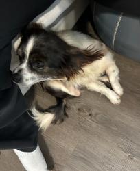 Lost Female Dog last seen San Paloma apmts, Houston, TX 77077