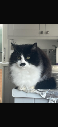 Lost Male Cat last seen Rosebery Avenue, sidcup, Greater London, England DA15