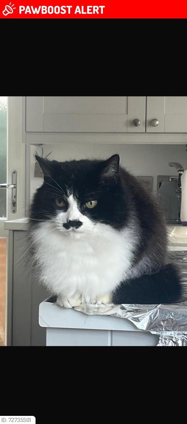 Lost Male Cat last seen Rosebery Avenue, sidcup, Greater London, England DA15