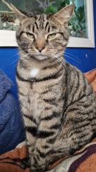 Lost Male Cat last seen Salisbury Rd, Preston PR1 8PS, Lancashire, England PR1 8PS