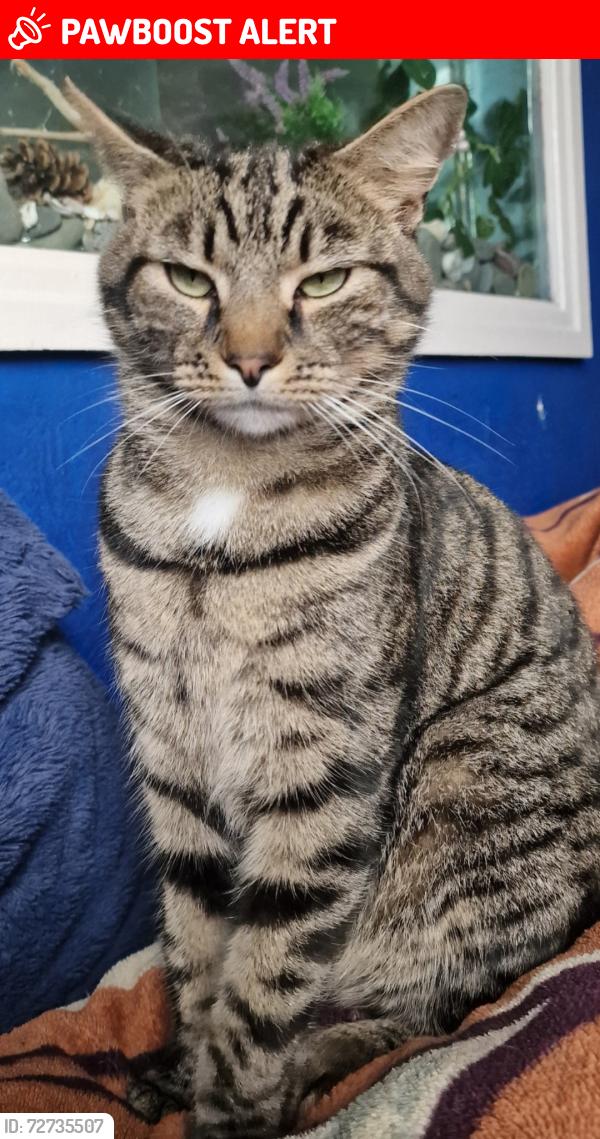 Lost Male Cat last seen Salisbury Rd, Preston PR1 8PS, Lancashire, England PR1 8PS