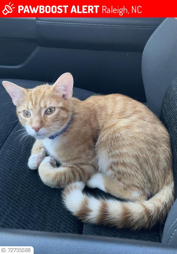 Lost Male Cat last seen Buffaloe Rd, Forestville Rd, Raleigh, NC 27616