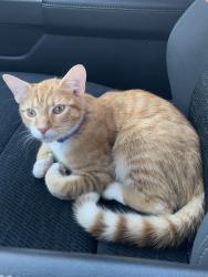 Lost Male Cat last seen Buffaloe Rd, Forestville Rd, Raleigh, NC 27616