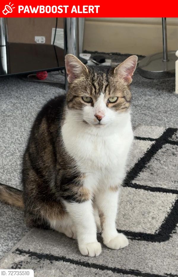 Lost Male Cat last seen Bank top church, Sharples School, Greater Manchester, England BL1
