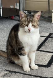 Lost Male Cat last seen Bank top church, Sharples School, Greater Manchester, England BL1