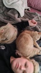 Lost Male Cat last seen Near n meadows Dr , Eagle Mountain, UT 84005