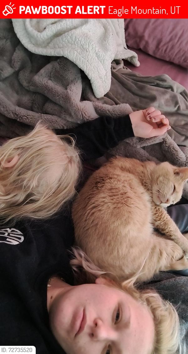 Lost Male Cat last seen Near n meadows Dr , Eagle Mountain, UT 84005