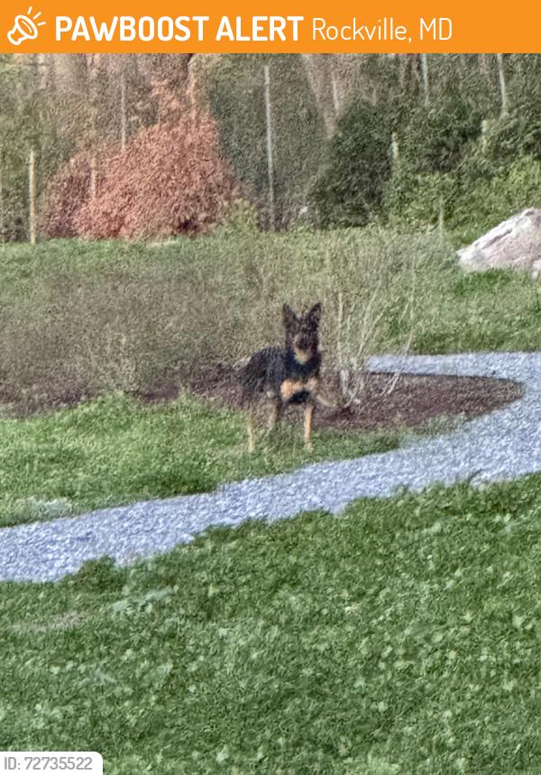 Found/Stray Unknown Dog last seen Mattie Stepanek Park, Rockville, MD 20850