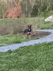 Found/Stray Unknown Dog last seen Mattie Stepanek Park, Rockville, MD 20850