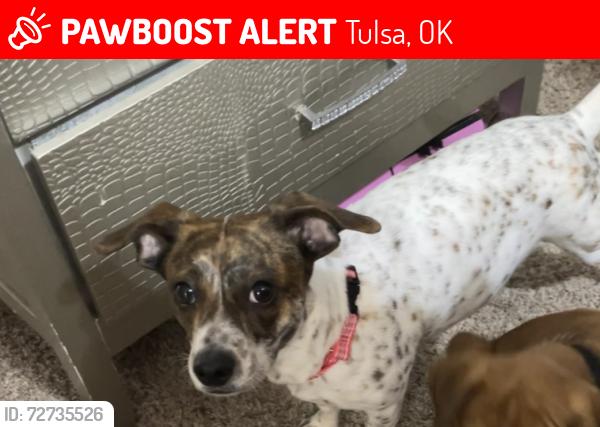 Lost Female Dog last seen Neighborhood , Tulsa, OK 74106