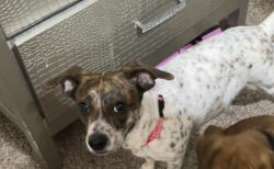 Lost Female Dog last seen Neighborhood , Tulsa, OK 74106