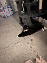 Lost Male Cat last seen Kfc, Derbyshire, England DE24 3LU