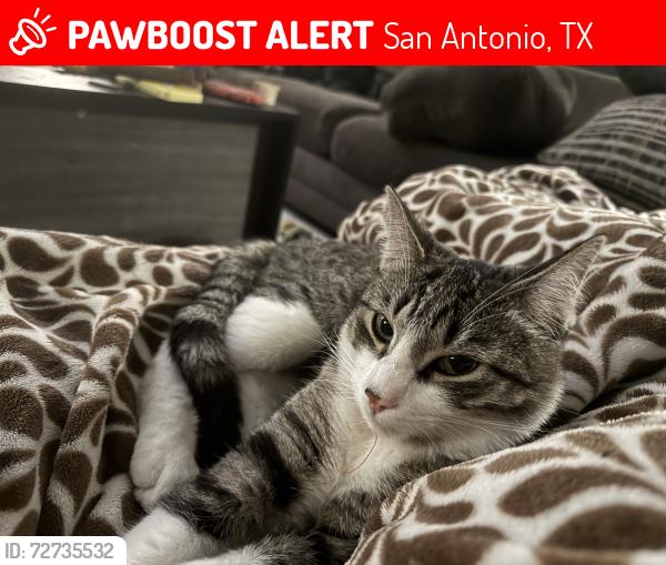 Lost Male Cat last seen Town Lake, San Antonio, TX 78217